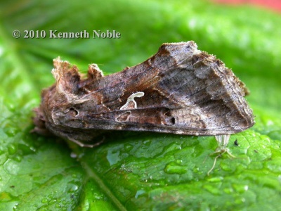 silver-Y (Autographa gamma) Kenneth Noble